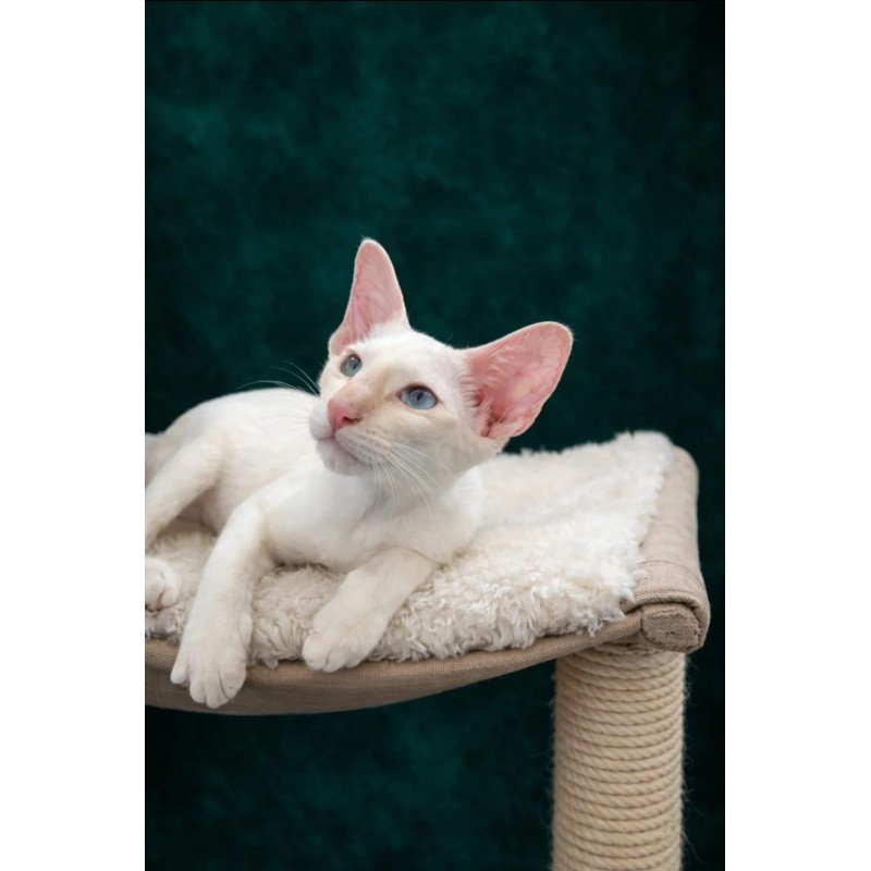 Siamese NOV Elton