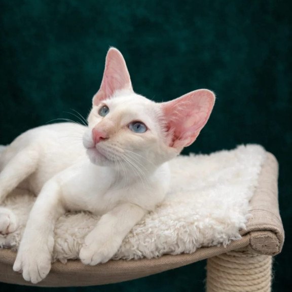 Siamese NOV Elton
