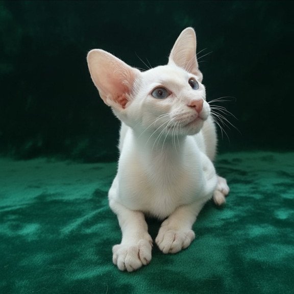 Siamese NOV Elton