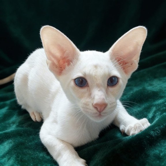 Siamese NOV Elton