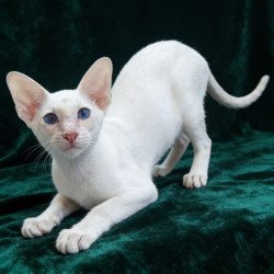 Siamese NOV Elton