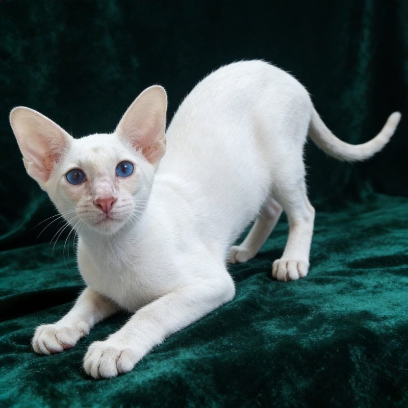 Siamese NOV Elton