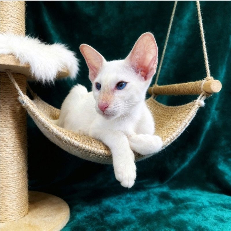 Siamese NOV Elton