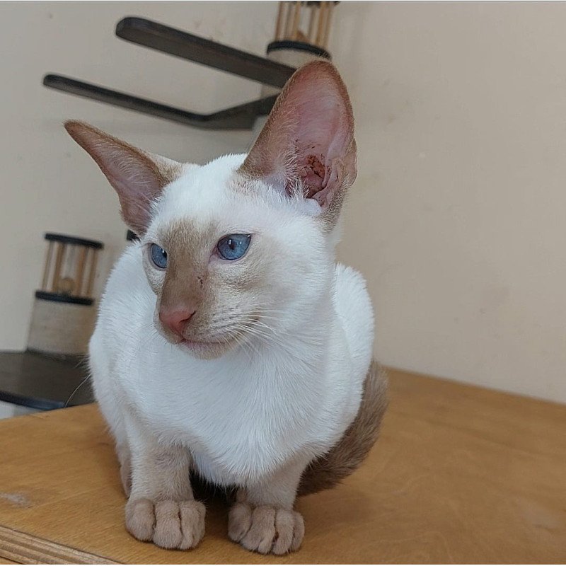 Siamese NOV Yuvelir
