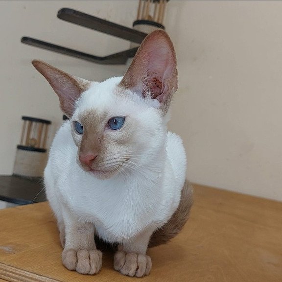 Siamese NOV Yuvelir