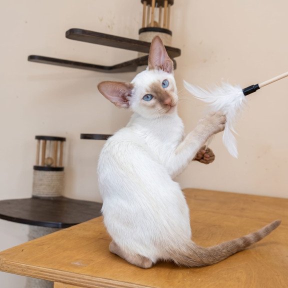 Siamese NOV Yuvelir