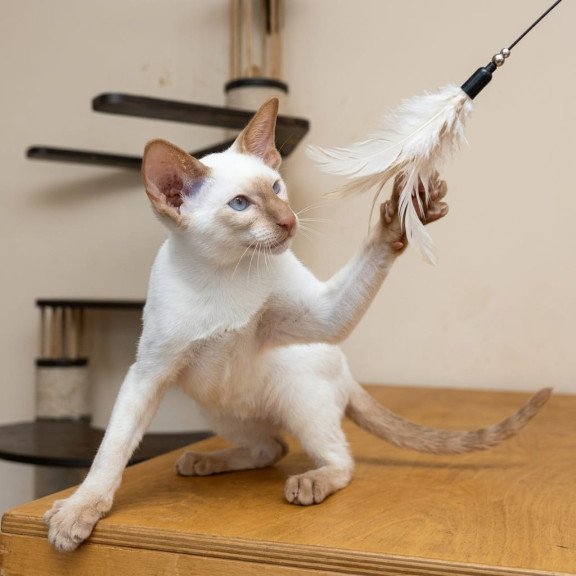 Siamese NOV Yuvelir