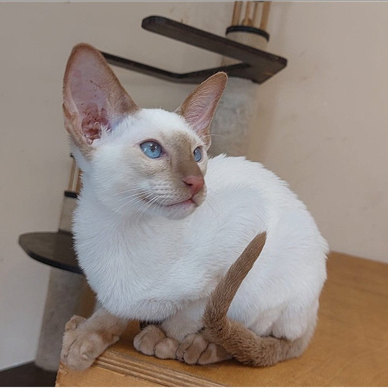Siamese NOV Yuvelir