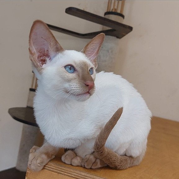 Siamese NOV Yuvelir