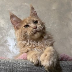 Maine Coon NOV Buster