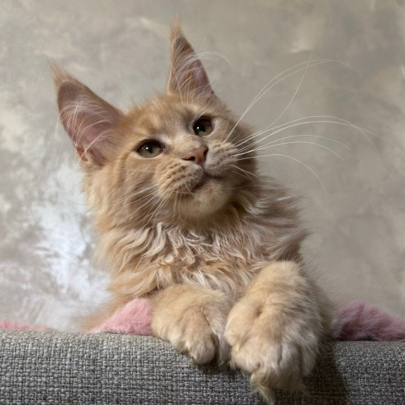 Maine Coon NOV Buster
