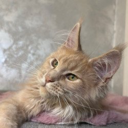 Maine Coon NOV Buster
