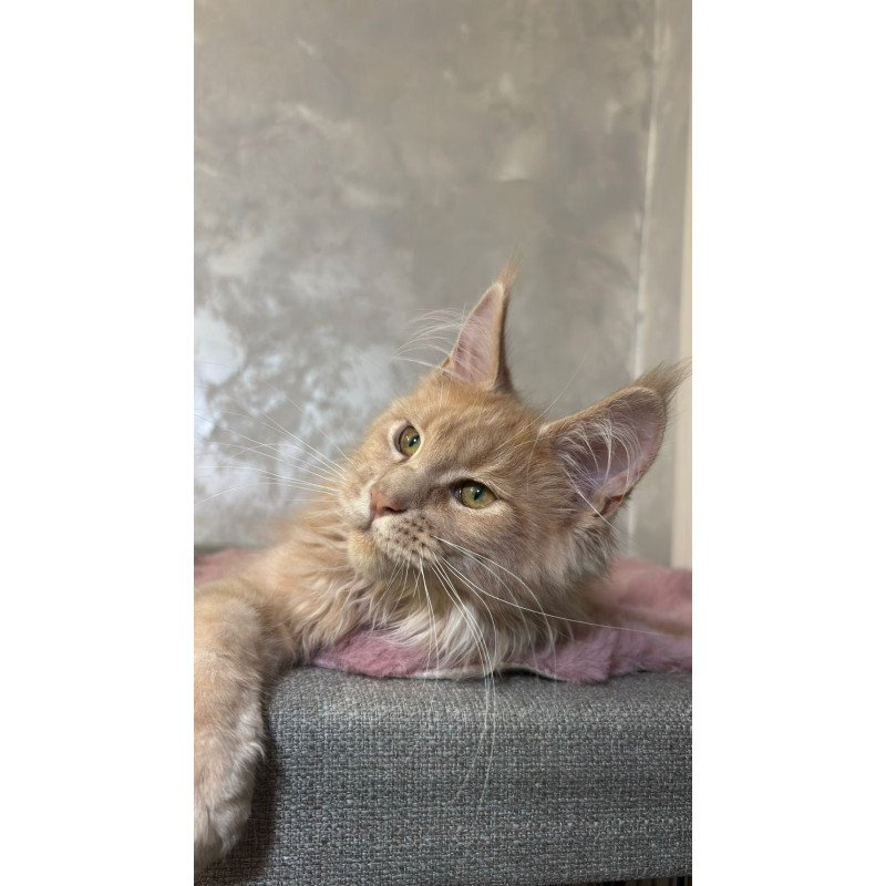 Maine Coon NOV Buster