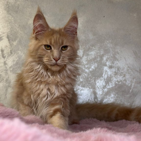 Maine Coon NOV Buster