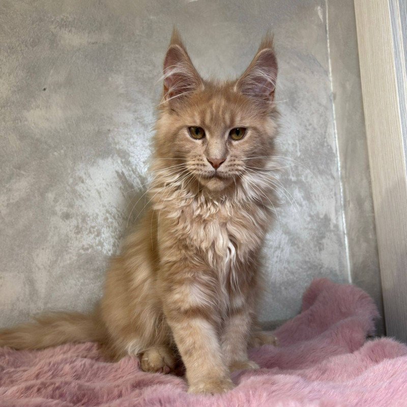 Maine Coon NOV Buster