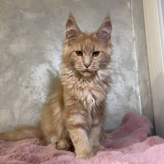Maine Coon NOV Buster