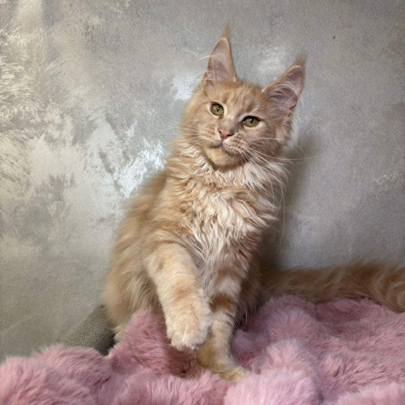 Maine Coon NOV Buster