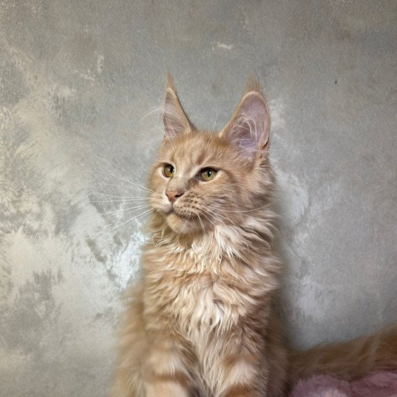 Maine Coon NOV Buster