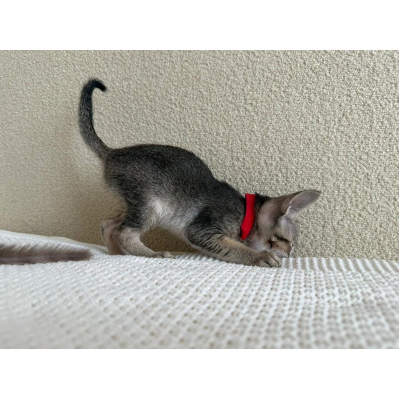 Oriental NOV Aveline