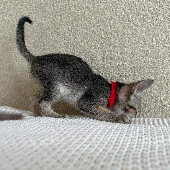 Oriental NOV Aveline