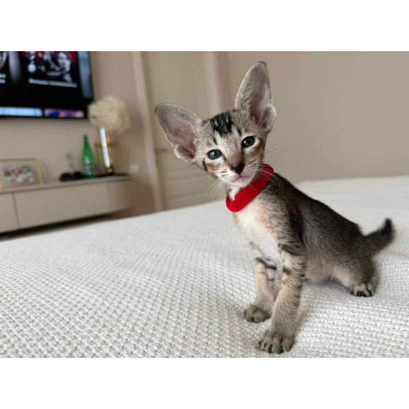 Oriental NOV Aveline
