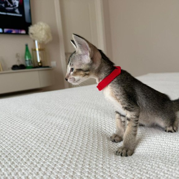 Oriental NOV Aveline