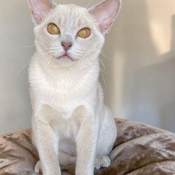 Burmese NOV Sakura