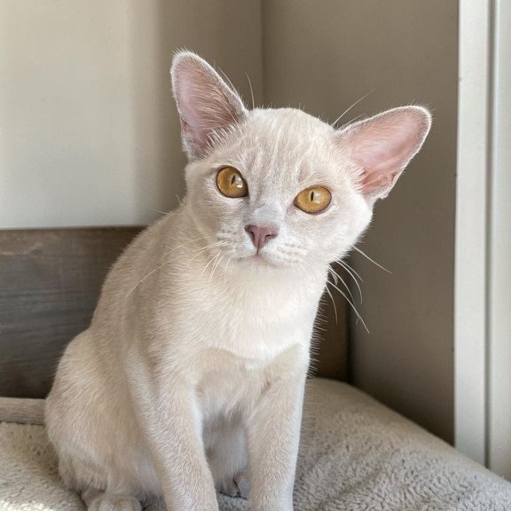 Burmese NOV Sakura