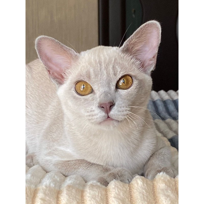 Burmese NOV Sakura