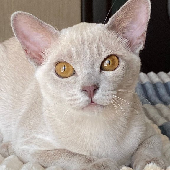 Burmese NOV Sakura