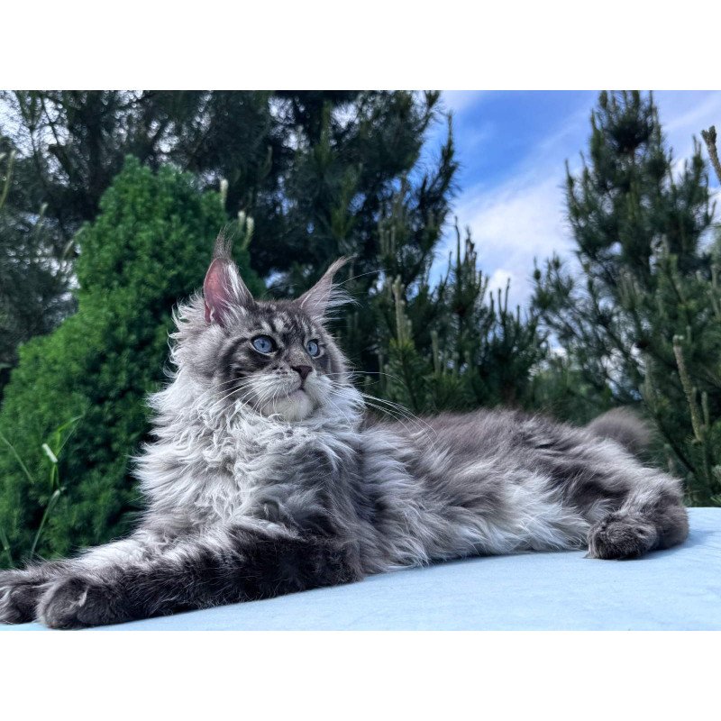 Maine Coon NOV Lexi
