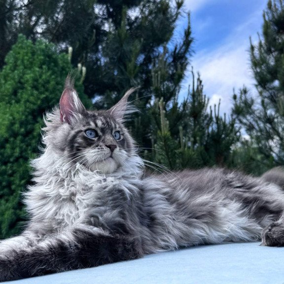 Maine Coon NOV Lexi
