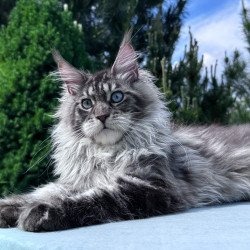 Maine Coon NOV Lexi