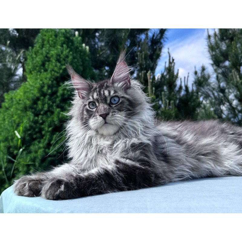 Maine Coon NOV Lexi
