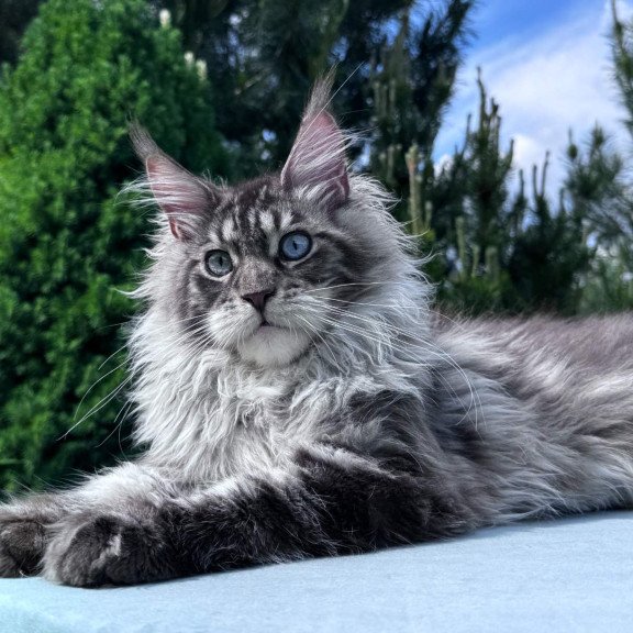 Maine Coon NOV Lexi