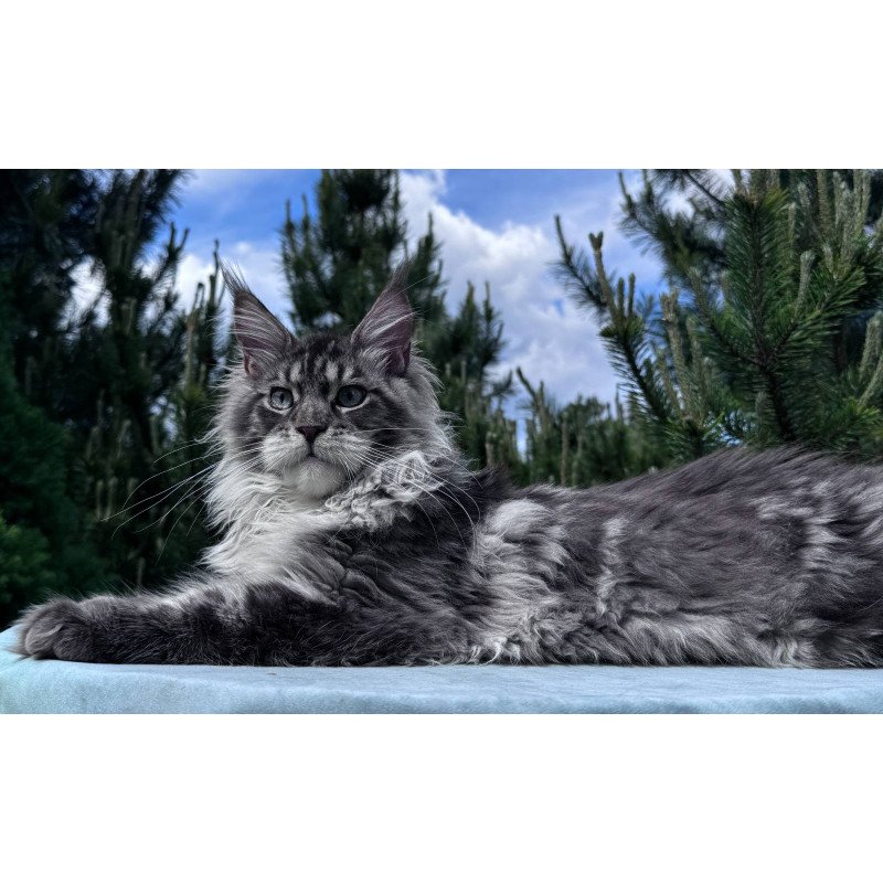 Maine Coon NOV Lexi