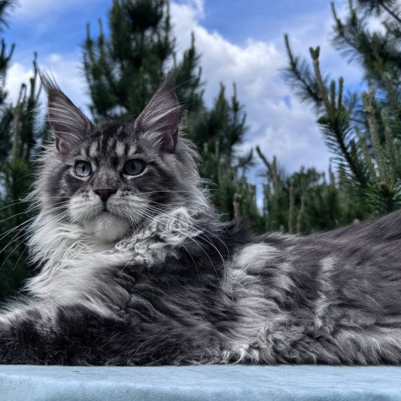 Maine Coon NOV Lexi