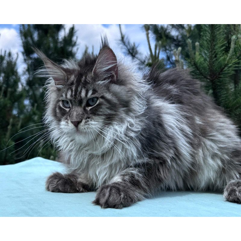 Maine Coon NOV Lexi