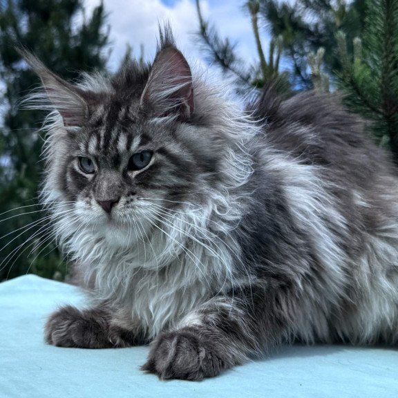 Maine Coon NOV Lexi