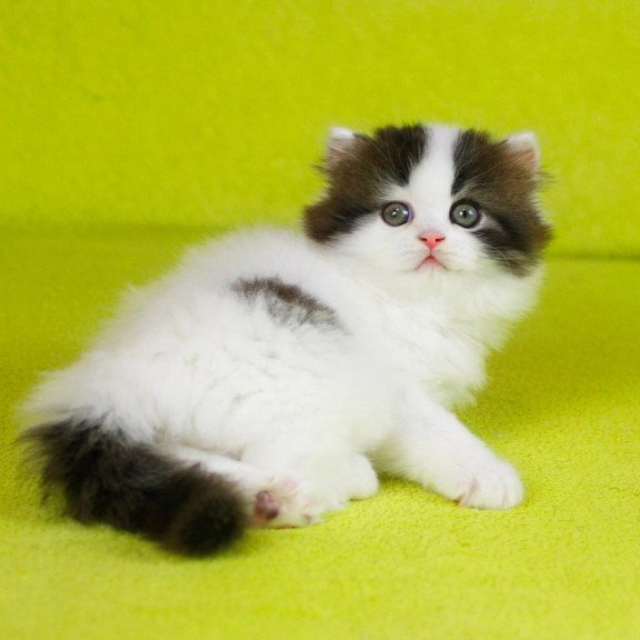 Scottish Favorite