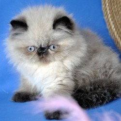 Persian Tiffani