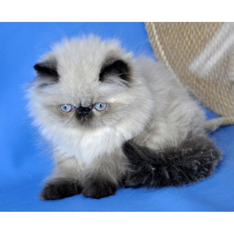 Persian Tiffani