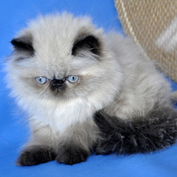 Persian Tiffani