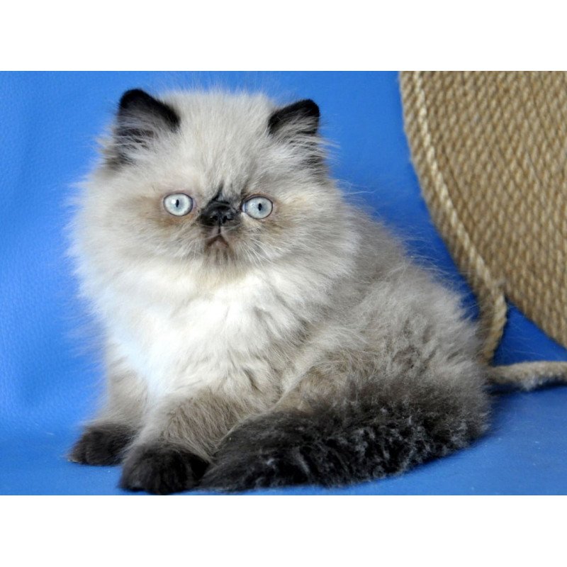 Persian Tiffani