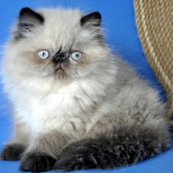 Persian Tiffani