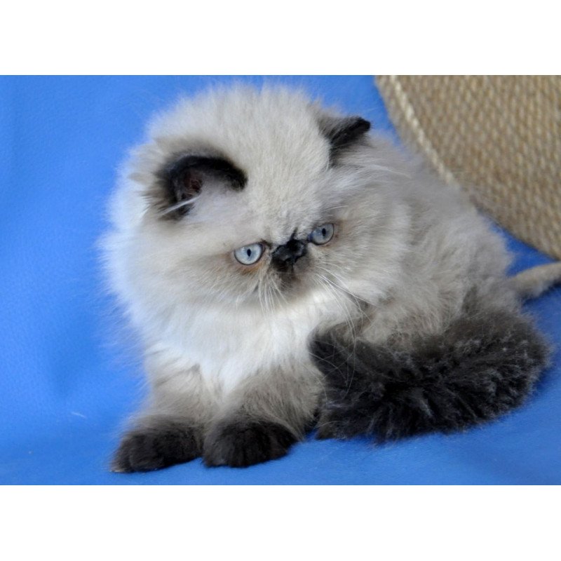 Persian Tiffani