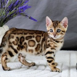 Bengal NOV Queen