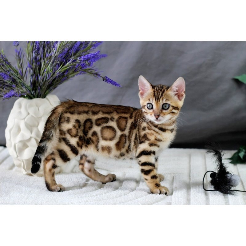 Bengal NOV Queen