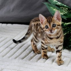 Bengal NOV Queen