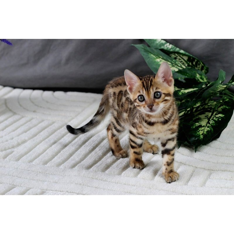 Bengal NOV Queen